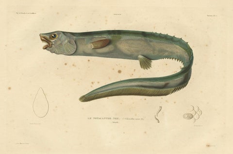Antique Hand-Colored Fish Print of the Snub-Nosed Spiny Eel, 1842, close-up 6