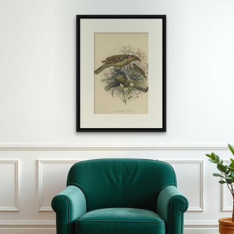 Large Rare Original Anique Bird Print of The Great Grey Bowerbird, 1869, shown framed on a wall