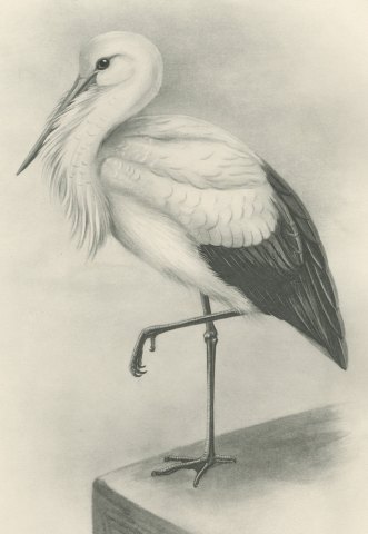 White Stork Standing on One Leg, Plate CLVI after Lilian Medland, c. 1909, close-up 1