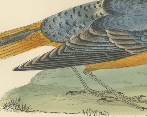 Rock Thrush on a Grassy Mound, Hand Colored Bird Print, Morris, 1896, close-up 2