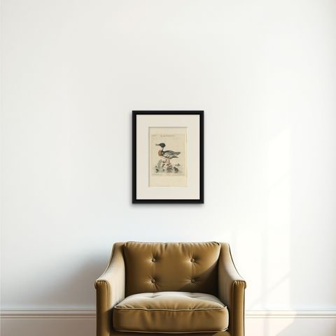 The Red-Breasted Merganser: Hand-Colored Engraving Published in c.1770, shown framed on a wall