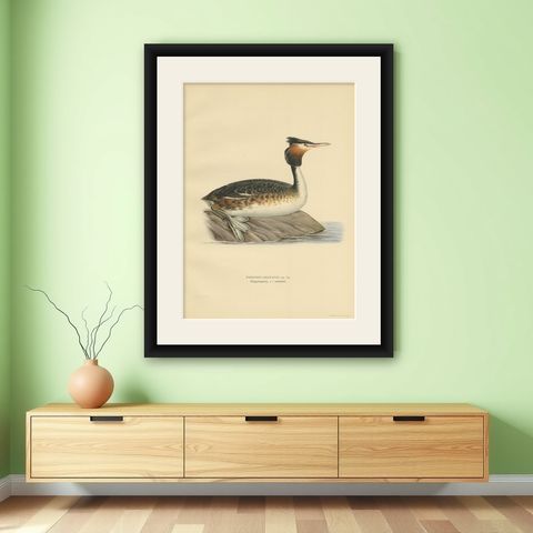 Antique Bird Print of the Great Crested Grebe by Von Wright, '1929', shown framed on a wall