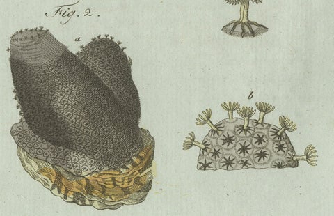 Original Antique Print of Marine Worms and Polyps by Bertuch, 1805, close-up 4