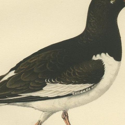 Antique Bird Print of the Eurasian Oystercatcher by Von Wright, 1929, close-up 2
