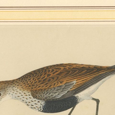 Antique Bird Print of a Dunlin, close-up 1