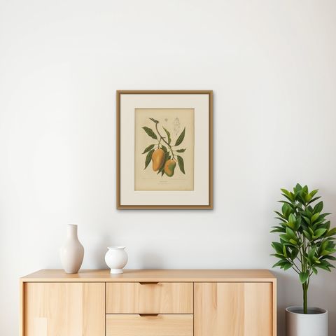 Antique Mango Botanical Chromolithograph by Hoola van Nooten, c. 1880, shown framed on a wall