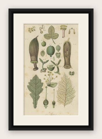 Decorative Antique Print of Various Flowers, Seeds, Leaves and More, 1854, shown framed