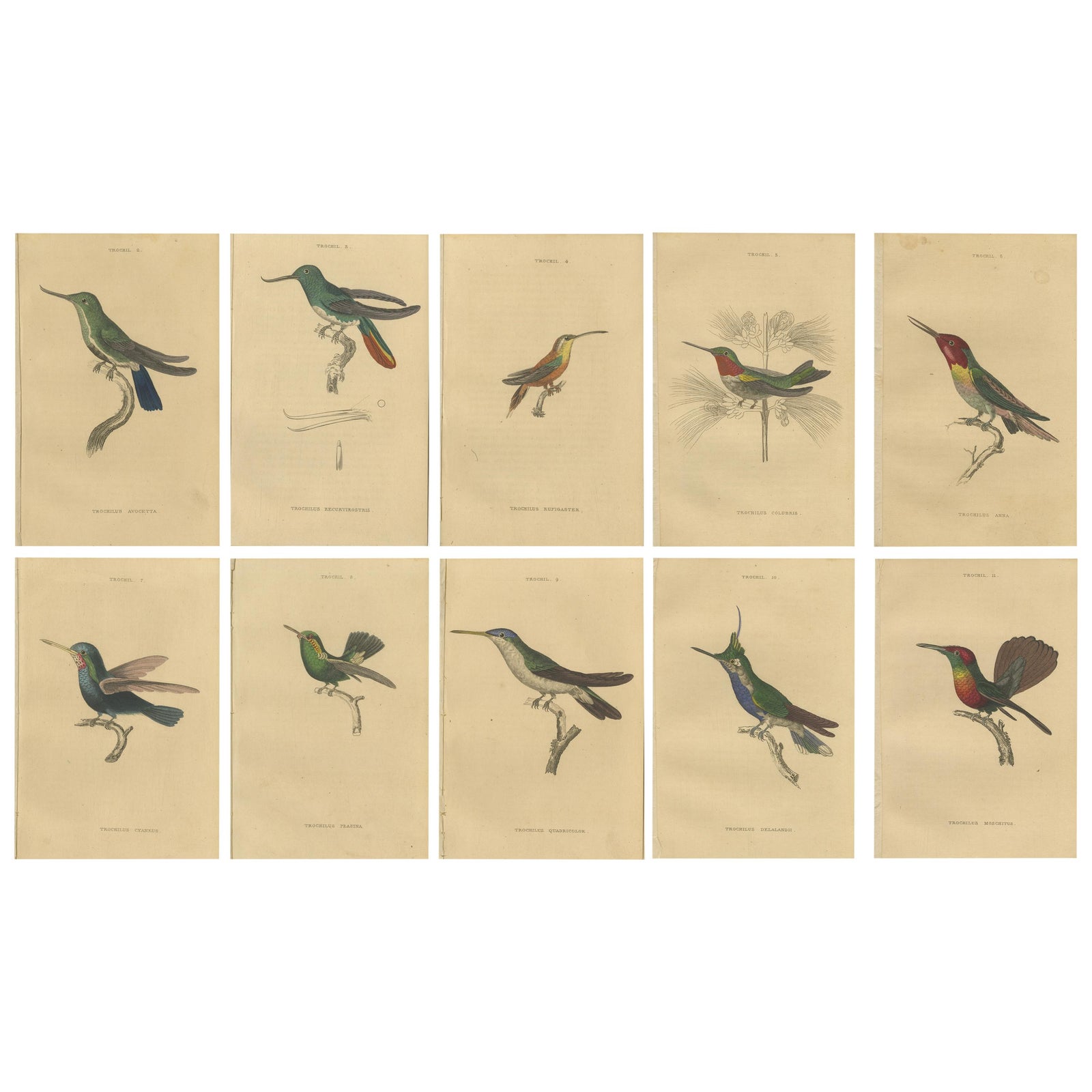 Hummingbird Bird Prints, Handcolored Fiery-Tailed Hummingbirds by Jardine, 1837
