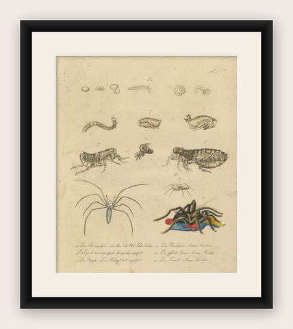 Fleas, Tarantula & Spiders, Brodtmann Hand-Colored Natural History Plate, 1816, shown framed