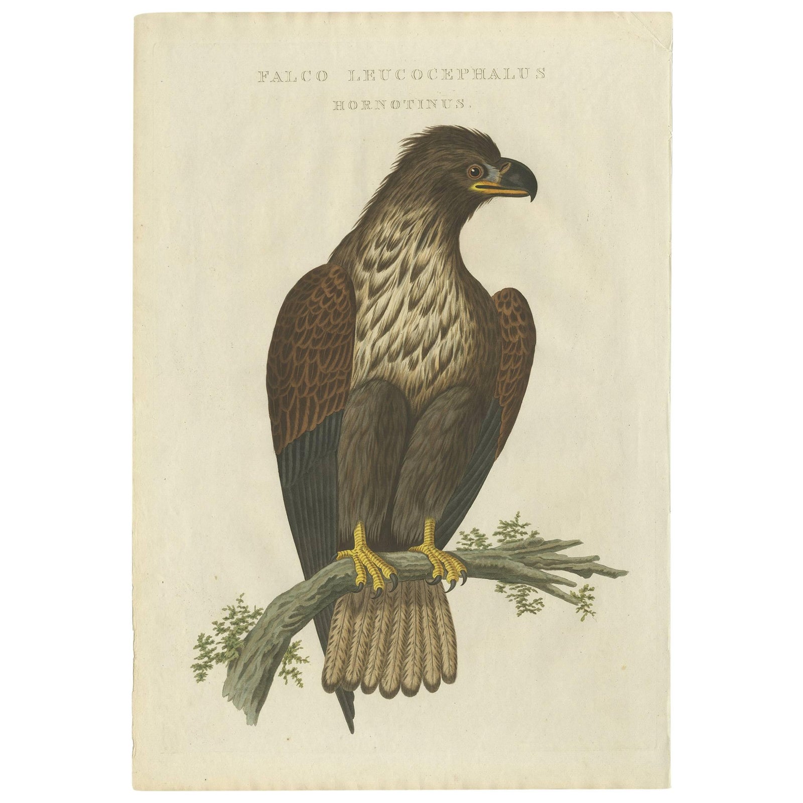 White-Tailed Eagle, Falco Leucocephalus Hornotinus, Antique Bird Print c.1829