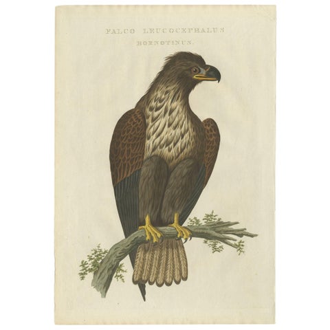 White-Tailed Eagle, Falco Leucocephalus Hornotinus, Antique Bird Print c.1829