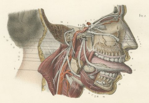 Deep Nerves of the Face and Parotid Region, Hirschfeld Anatomy Print, 1866, view 5