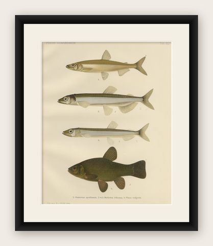 Scandinavian Fish Species: Smelt, Capelin and Tench in Fine Lithograph, 1895, shown framed