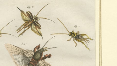 Antique Crickets & Mole Cricket Engraving, Bertuch, 1807, close-up 3
