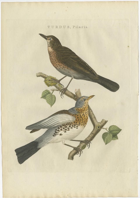 Antique Hand-Coloured Bird Print of the Fieldfare, 1797, view 2