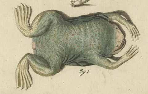 Antique Handcolored Engraving of Frogs and Amphibians, c.1800, close-up 1