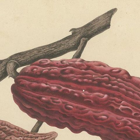 Theobroma Cacao, Cocoa Tree Botanical Lithograph c.1863, close-up 1