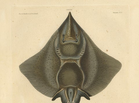 Rare Decorative Hand-colored Antique Plate of The Gaimard's Ray Fish, 1842, close-up 5