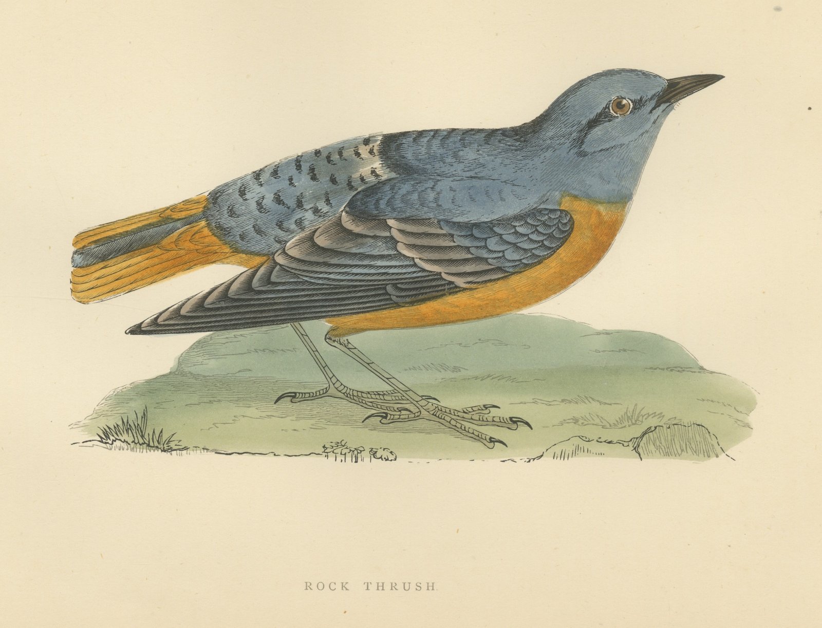 Rock Thrush on a Grassy Mound, Hand Colored Bird Print, Morris, 1896