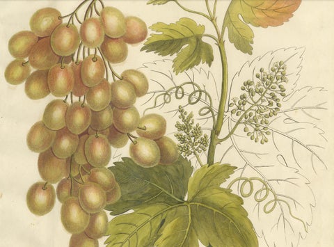 Antique Grape Botanical Engraving, Vitis Vinifera, Hand Colored, c.1831, close-up 2