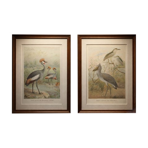 Antique Bird Prints Set Crane & Heron Tropical Birds Chromolithographs c.1895