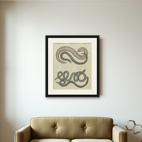 Antique Copperplate Engraving of Serpents and Amphibians, 1805, shown framed on a wall