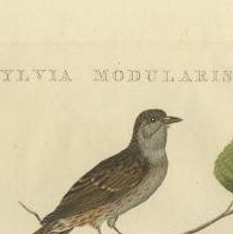 Antique Bird Print of the Dunnock by Sepp & Nozeman, 1829, close-up 1