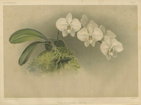 Victorian Botanical Print, White Phalaenopsis Casta Orchid, Published ca.1888, close-up 4