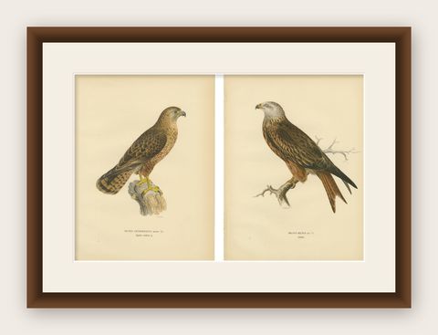Nordic Birds of Prey Pair - Lithographs, Scandinavian Natural History 1929, shown framed