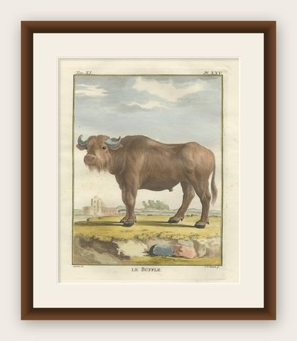 Antique Buffalo Engraving, Buffon Hand-Coloured Print Amsterdam 1769, shown framed