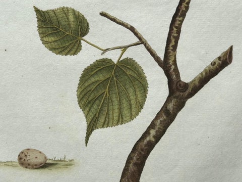 Fringilla Linota, Common Linnet, Hand-Colored Engraving by Nozeman, 1770–1829, view 9
