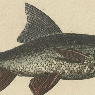 Antique Print of the Barbel Fish and other Fish Species, 1844, close-up 3