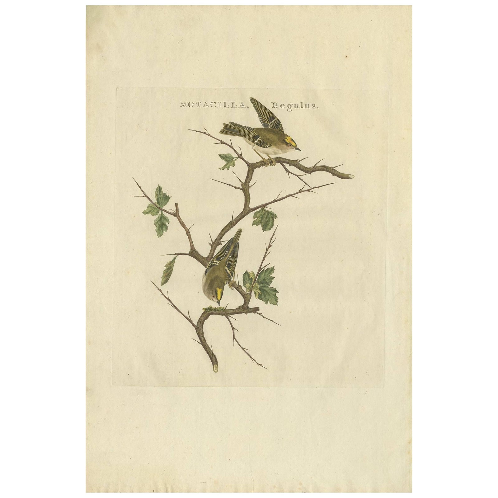 Antique Bird Print of the Goldcrest by Sepp & Nozeman, 1797