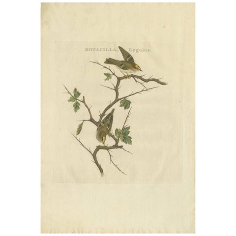 Antique Bird Print of the Goldcrest by Sepp & Nozeman, 1797