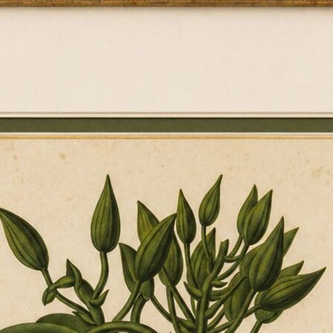Antique Botanical Lithograph, Vanilla Guianensis, Suriname Orchid, 1856, close-up 6