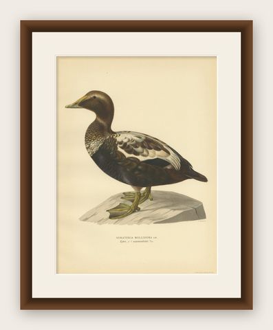 Antique Bird Print of a Male Common Eider by Von Wright, '1929', shown framed