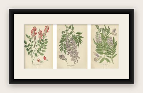 Garden Elegance: A Triptych of 19th Century Botanical Illustrations, 1896, shown framed