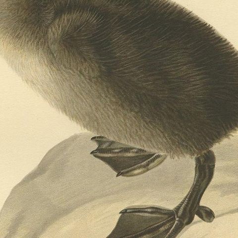 Antique Bird Print of a Young Common Eider by Von Wright, 1929, close-up 2