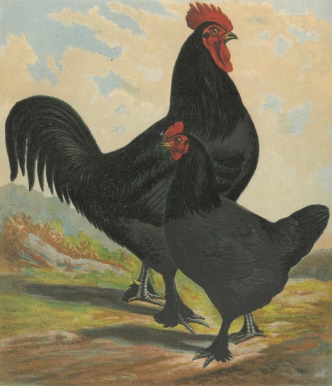 The Majestic Feathered Langshan - A Rare 19th Century Poultry Lithograph, close-up 5