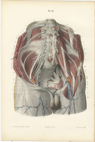 The Lumbar Plexus and the Groin, Antique Hirschfeld Anatomy Print, 1866, view 2