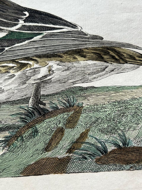 Eurasian Teal (Anas crecca), Female with Nest and Eggs, Nozeman & Sepp, 1789, view 4