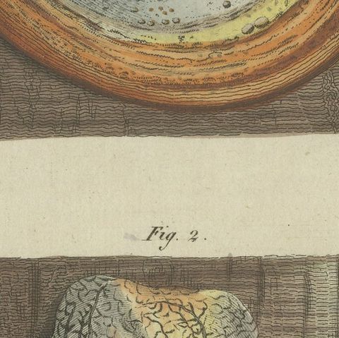 Antique Engraving of Phellinus Igniarius & Laricifomes Officinalis Fungi, 1795, close-up 2