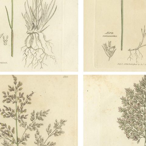 Eight Antique Botanical Engravings of Aira, Avena & Holcus Meadow Grasses, 1830, close-up 2