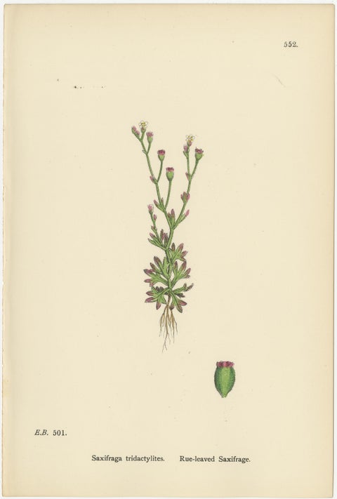 Hand-Colored Botanical Engravings of Yellow and Alpine Saxifrages, 1902, view 3