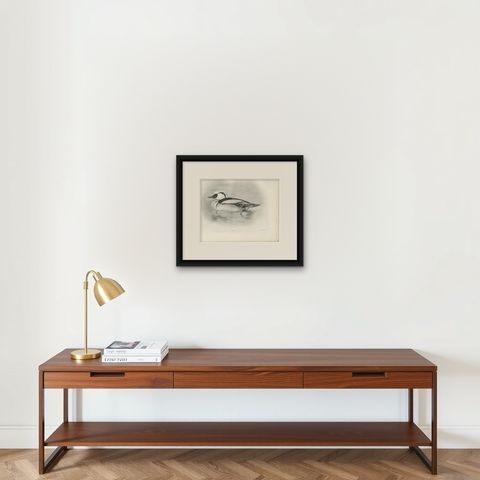Smew, Antique Bird Print after Lilian Medland, circa 1909, shown framed on a wall