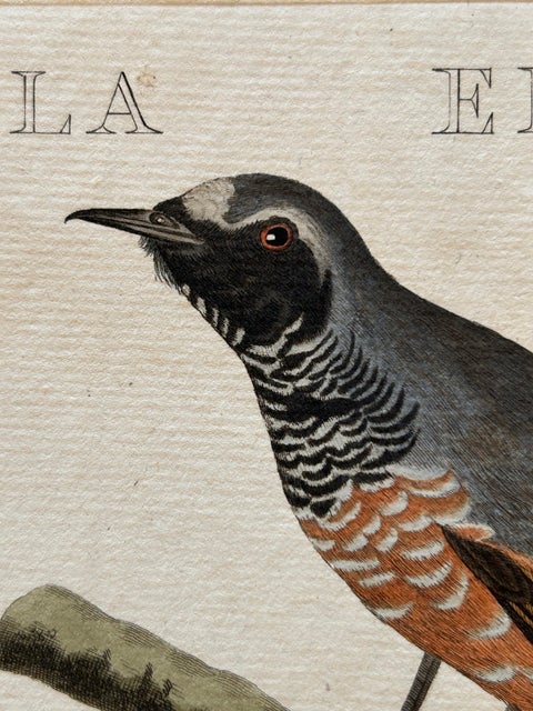 Motacilla Erithacus, Antique Common Redstart Print by Nozeman & Sepp, 1809, view 4