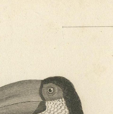 Popular Antique Bird Print of the Toco Toucan, 1811, close-up 1