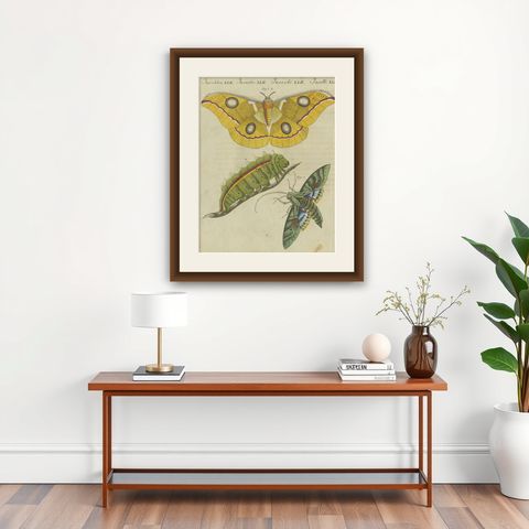 Splendid Saturn Moth and Green Hawkmoth: Exquisite Insects from a 1805 Work, shown framed on a wall