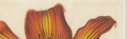 Exquisite Hand-Colored Botanical Print of a Siberian Lily (Lilium Pensylvanicum), close-up 1