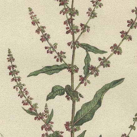 Antique Print of a the Plant Named The Rumex Acutus or Sharp-Pointed Dock, c1800, close-up 1